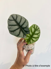 Load image into Gallery viewer, Alocasia Silver dragon : feuilles vert sombre et vert clair, tige sortante d’un pot