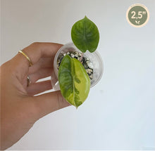 Charger l'image dans la galerie, Alocasia jeune en petit godet, feuille verte panachée, repère 2,5"