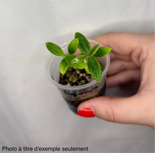 Load image into Gallery viewer, Hoya Engleriana en pot, tige et feuilles vertes avec gouttes, main tenant la plante