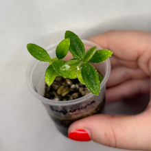 Charger l'image dans la galerie, Hoya Engleriana en pot, tige et feuilles vertes avec gouttes, main tenant la plante