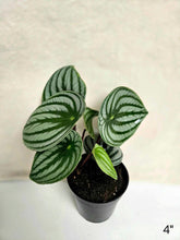 Load image into Gallery viewer, Peperomia en pot, deux feuilles vertes striées, plante d’intérieur aux motifs ondulés.