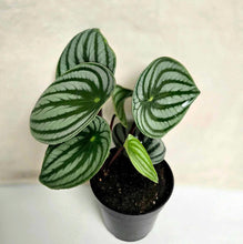 Charger l'image dans la galerie, Peperomia en pot, deux feuilles vertes striĂ©es, plante dâintĂ©rieur aux motifs ondulĂ©s.