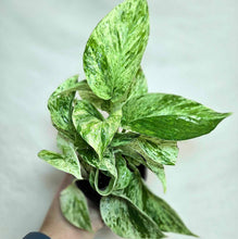 Charger l'image dans la galerie, Plante pothos aux feuilles vertes panachées blanc crème, tiges enchevêtrées