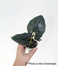 Load image into Gallery viewer, Alocasia reginae en pot avec feuilles vert foncé
