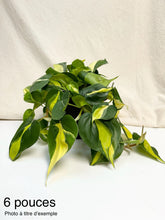 Charger l'image dans la galerie, Philodendron brésilien, tiges et feuilles vert foncé et vert clair en bouquet