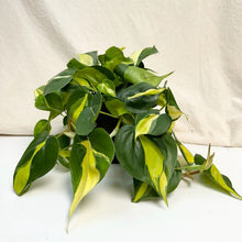 Charger l'image dans la galerie, Philodendron brésilien, tiges et feuilles vert foncé et vert clair en bouquet