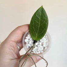 Load image into Gallery viewer, Plante Hoya Camphorifolia, 1 feuille vert olive sur substrat minéral blanc en pot
