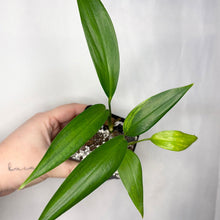 Charger l'image dans la galerie, Plante Epipremnum Amplissimum aux feuilles vertes lancéolées, tige centrale