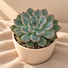 Charger l'image dans la galerie, Echeveria Pulidonis en pot de terre, rosette de feuilles vertes épaisses