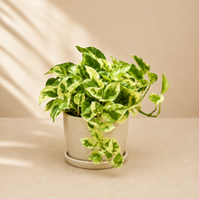 Charger l'image dans la galerie, Epipremnum aureum — Lemon Meringue