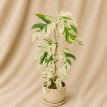 Charger l'image dans la galerie, Plante Epipremnum pinnatum Marble en pot, feuilles vertes tachetées crème marbrées