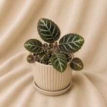 Charger l'image dans la galerie, Episcia cupreata en pot blanc côtelé, feuilles vert foncé striées