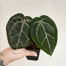 Charger l'image dans la galerie, Anthurium Michelle : deux feuilles vert foncé, nervures claires, en petit pot