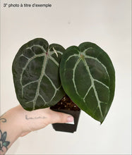 Charger l'image dans la galerie, Anthurium (RC x KOS) x Michelle