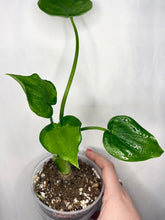 Load image into Gallery viewer, Alocasia Cucullata en pot, plusieurs feuilles vertes étalées, main tenant la plante