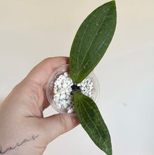 Load image into Gallery viewer, Plante Hoya Camphorifolia, 2 feuilles vertes sur substrat minéral blanc en pot