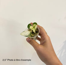 Charger l'image dans la galerie, Pothos Manjula