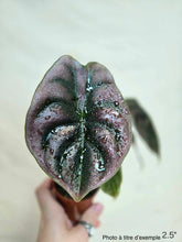 Load image into Gallery viewer, Alocasia red secret