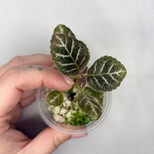 Charger l'image dans la galerie, Plante Episcia Cupreata en pot transparent, feuilles vert foncé nervurées et substrat clair