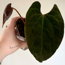 Charger l'image dans la galerie, Feuille d’anthurium vert foncé avec bractée brunâtre et tige rouge