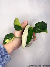 Charger l'image dans la galerie, Scindapsus Jade satin variegata, feuilles vertes et ivoire panachées, forme ovale