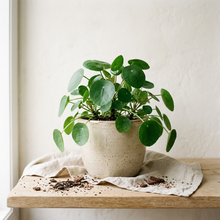 Charger l'image dans la galerie, Plante Pilea peperomioides en pot beige avec feuilles vertes rondes