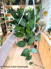 Charger l'image dans la galerie, Hoya black margin ⭐️