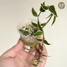 Load image into Gallery viewer, Plante Hoya Bella Albomarginata en pot : tiges retombantes, feuilles vert foncé bord clair
