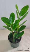 Charger l'image dans la galerie, Zamioculcas Zz