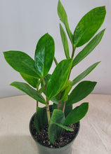 Charger l'image dans la galerie, Zamioculcas zamiifolia en pot vert foncé, tiges droites et feuilles vert vif