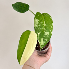 Charger l'image dans la galerie, Feuilles de Syngonium Chiapense vertes et crème, en pot