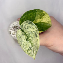 Load image into Gallery viewer, Feuille de Scindapsus Silver Dark Cloud Variegata, vert et ivoire tachetés