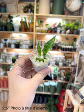 Charger l'image dans la galerie, Sansevière Moonshine