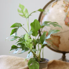 Charger l'image dans la galerie, Plante d’intérieur en pot avec feuilles vertes découpées et jeunes pousses.