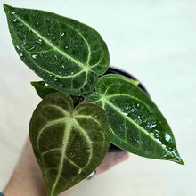Charger l'image dans la galerie, Plante Anthurium magnificum à feuilles vert foncé luisantes, nervures claires visibles.