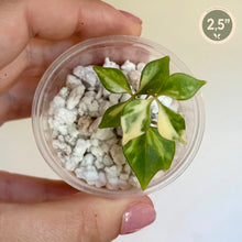 Load image into Gallery viewer, Cissus sp Variegata, feuilles vertes panachées crème dans godet transparent avec substrat minéral