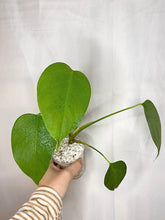 Charger l'image dans la galerie, Monstera deliciosa