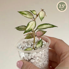 Charger l'image dans la galerie, Hoya Lacunosa Variegata đŸ