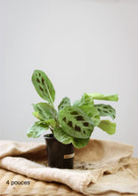 Charger l'image dans la galerie, Maranta vert⭐️