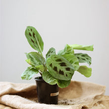 Load image into Gallery viewer, Maranta verte en pot noir, feuilles vert clair à taches brunes, en bouquet.