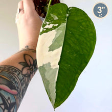 Charger l'image dans la galerie, Feuille de Syngonium Chiapense, vert et blanc panaché, forme cœur allongée