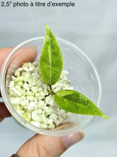 Charger l'image dans la galerie, Plante Hoya Dennisii Frida Variegata, feuilles vertes en pot transparent avec substrat clair
