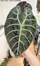 Charger l'image dans la galerie, Bulbille Alocasia Watsioana Green on Green