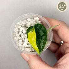 Load image into Gallery viewer, Plante d'intérieur en petit pot transparent, feuille vert foncé et jaune panachée
