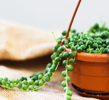 Charger l'image dans la galerie, Chaîne de perles