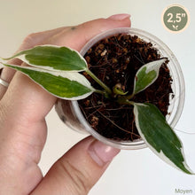 Load image into Gallery viewer, Philodendron micans « Halo » en petit pot, feuilles vert foncé panachées de blanc