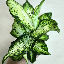 Charger l'image dans la galerie, Plante Dieffenbachia amy aux feuilles vertes tachetées et veinées, feuillage touffu.