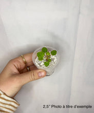Charger l'image dans la galerie, Plante Pilea peperomioides en petit pot, feuilles vertes