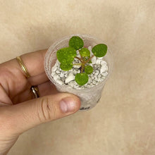 Load image into Gallery viewer, Plante Pilea peperomioides en petit pot, feuilles vertes