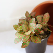Load image into Gallery viewer, Red Fittonia 🐾